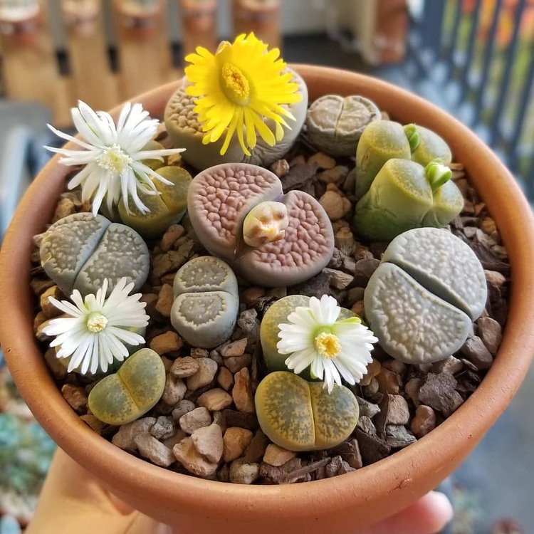 unusual succulents australia Buy Lithop Living Stone 80mm