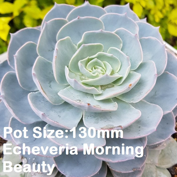 Echeveria Value Buster Pack - 2