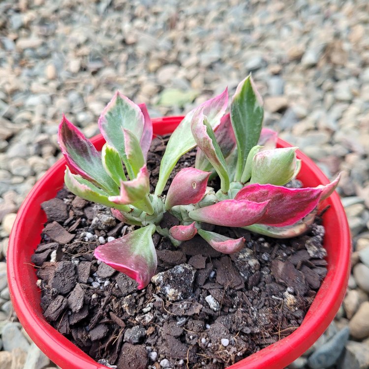 Monadenium Stapeloides Variegated 130mm