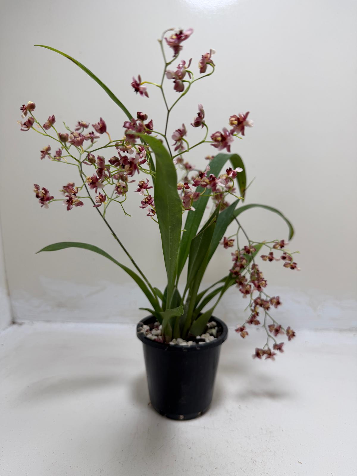 Elegant Oncidium orchid displayed in bright filtered light.