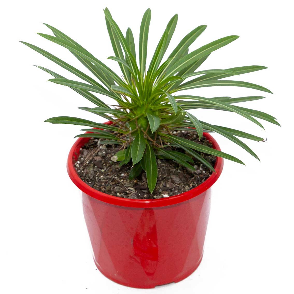 Pachypodium Lamerei- White Flower