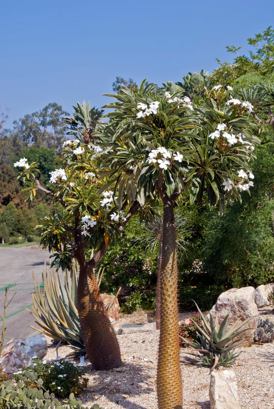 Pachypodium Lamerei- White Flower