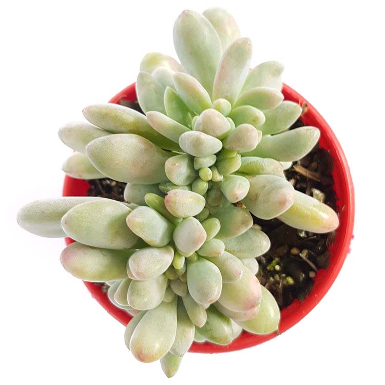 Pachyveria Elaine Wright My Store