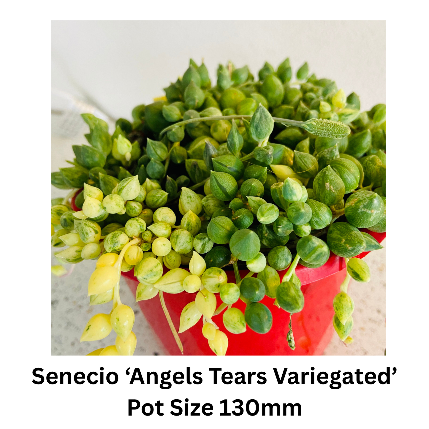 Succulent String Mix – Hanging / Trailing Varieties