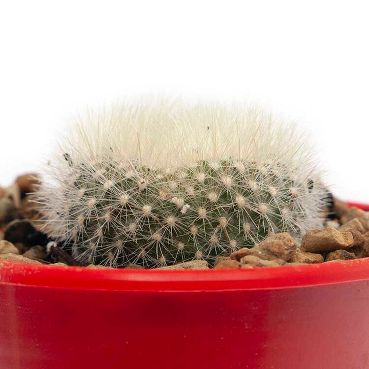 Cacti- Parodia Haselbergii "scarlet ball cactus'