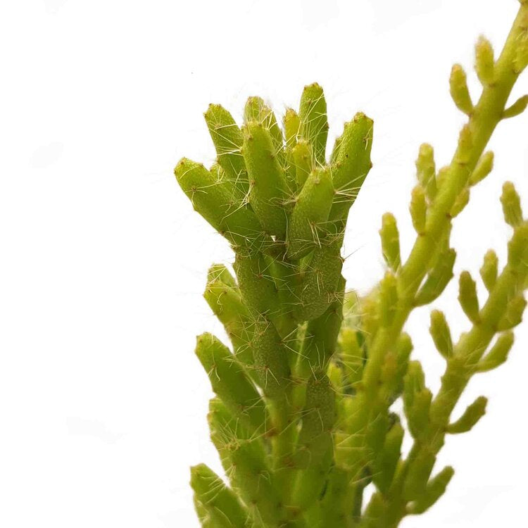 Rhipsalis Mesembryanthemoides My Store