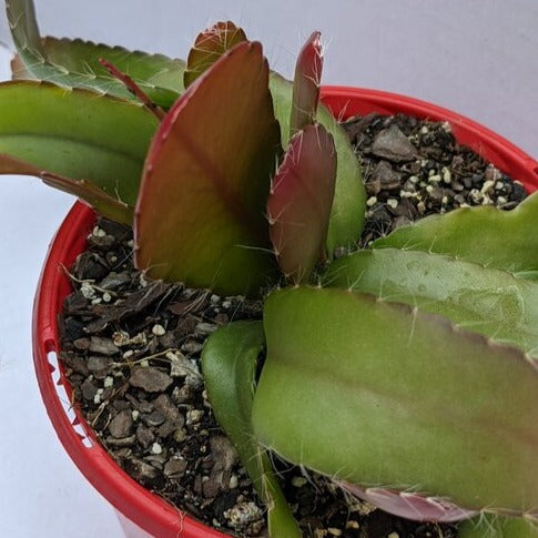 Rhipsalis Ramulosa Red Coral