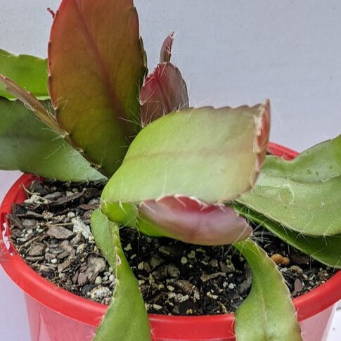 Rhipsalis Ramulosa Red Coral