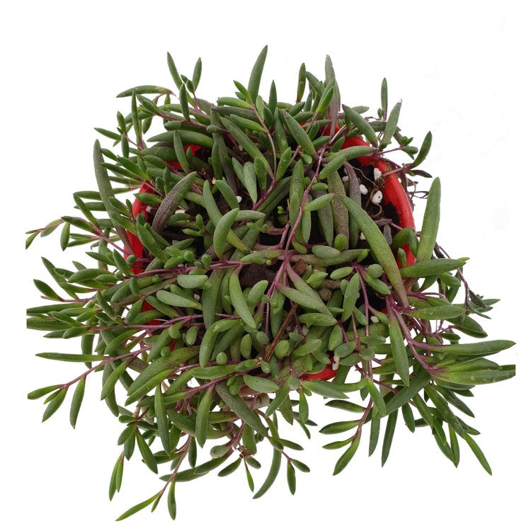 Ruby Necklace-Othonna Capensis