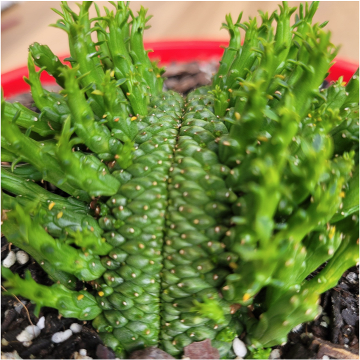 crested medusa succulent Buy Euphorbia Flanaganii Body Crest