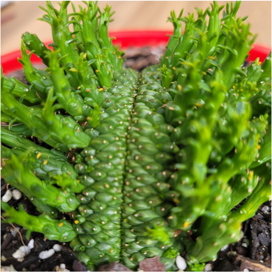 Euphorbia Flanaganii Body Crest