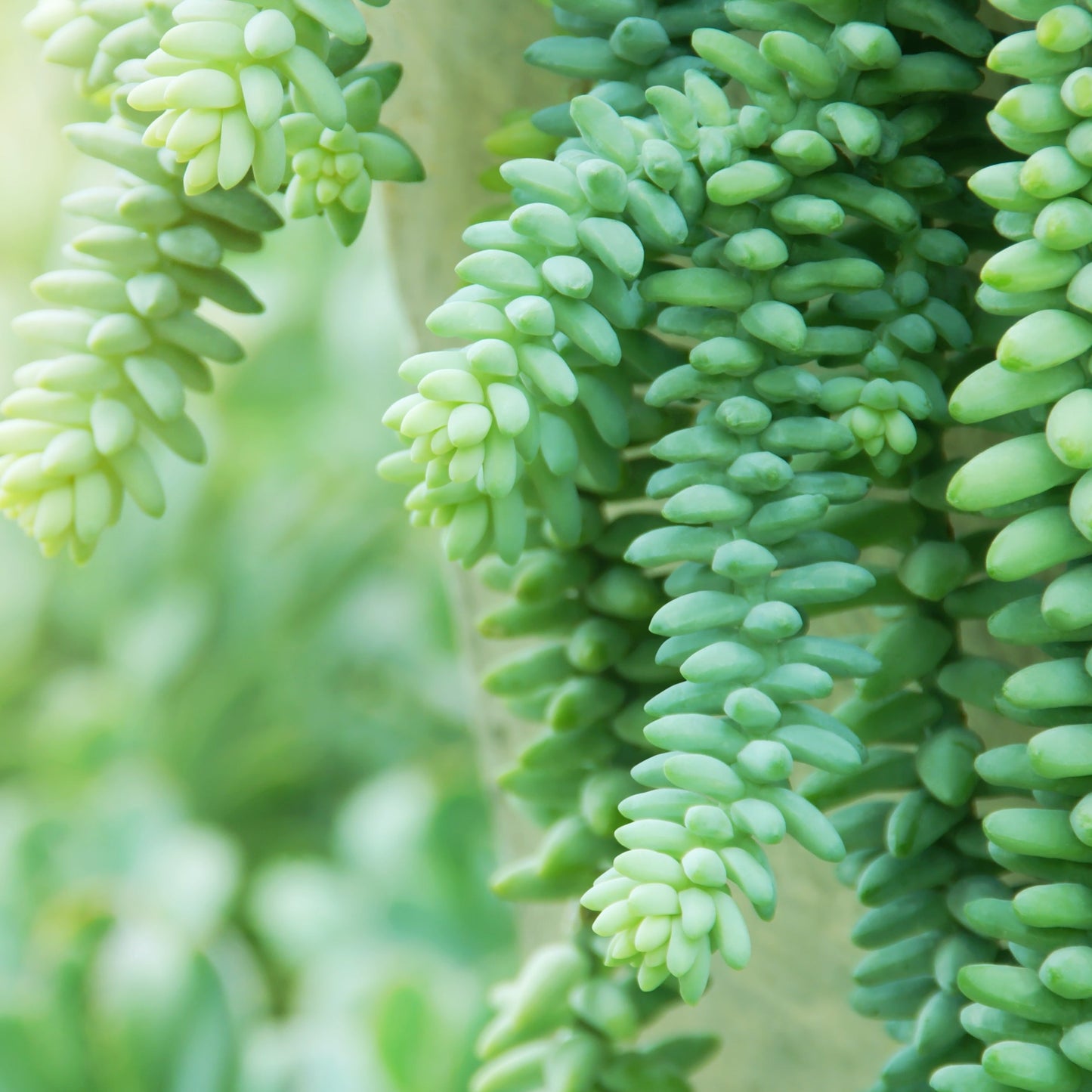 Sedum Burrito (Pre-Order)