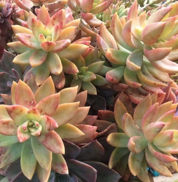 pat's pink succulent Sedum Pats Pink – Succulents World