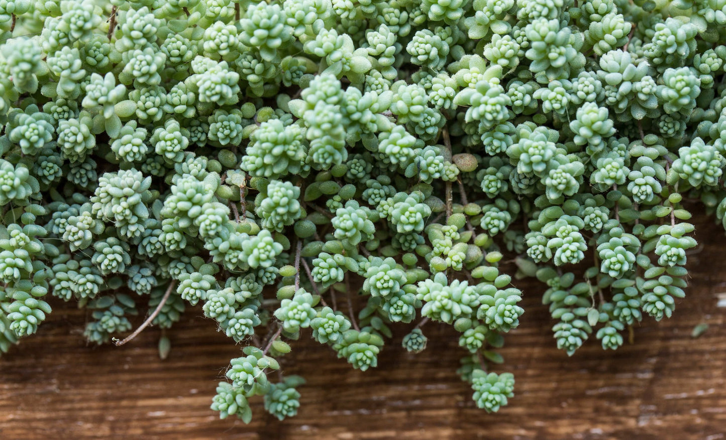 Sedum brevifolium – Compact White Stonecrop | Hardy Groundcover Succulent (Wholesale)