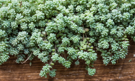 Sedum brevifolium – Compact White Stonecrop | Hardy Groundcover Succulent (Wholesale)