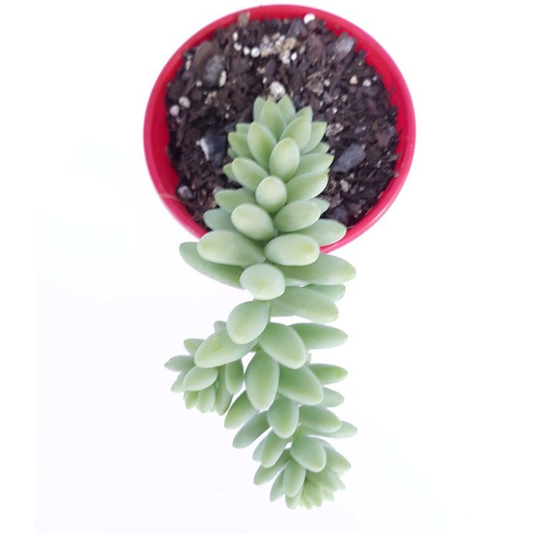 Sedum Burrito - Cutting