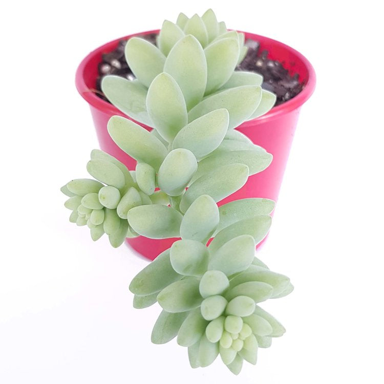 Sedum Burrito (Pre-Order)