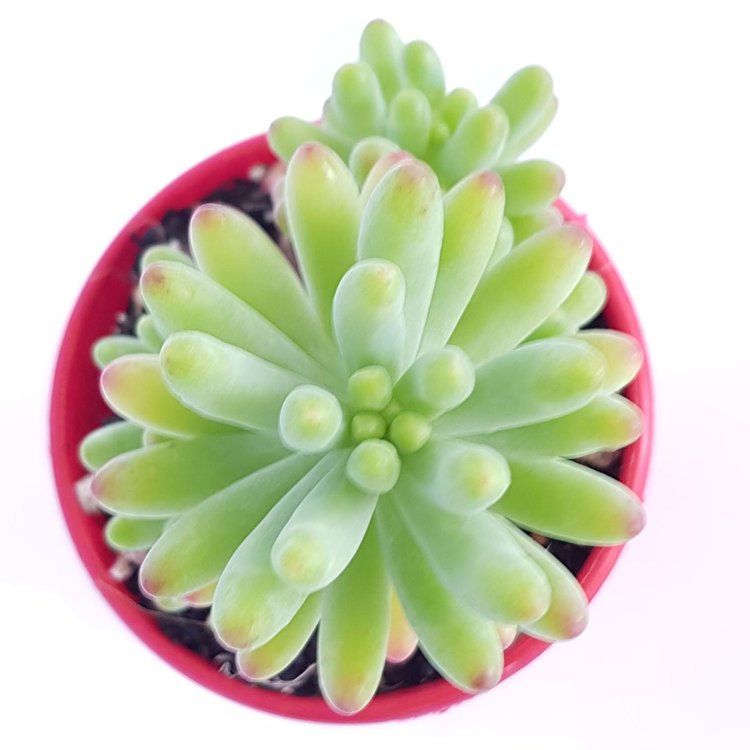 Sedum Pachyphyllum Silver Jelly Bean