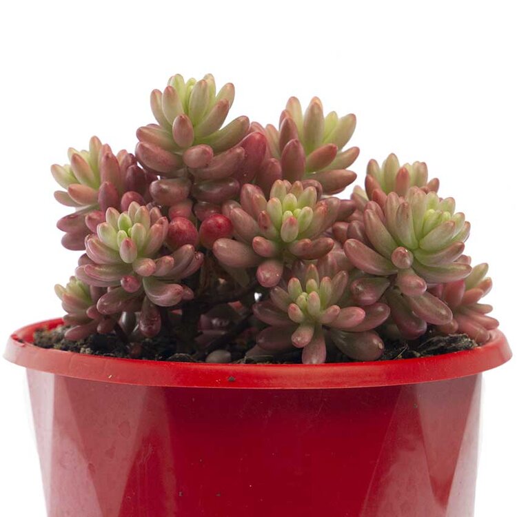 Array of Sedum Pink Jelly Beans available at Succulents World, showcasing various sizes for online purchase.