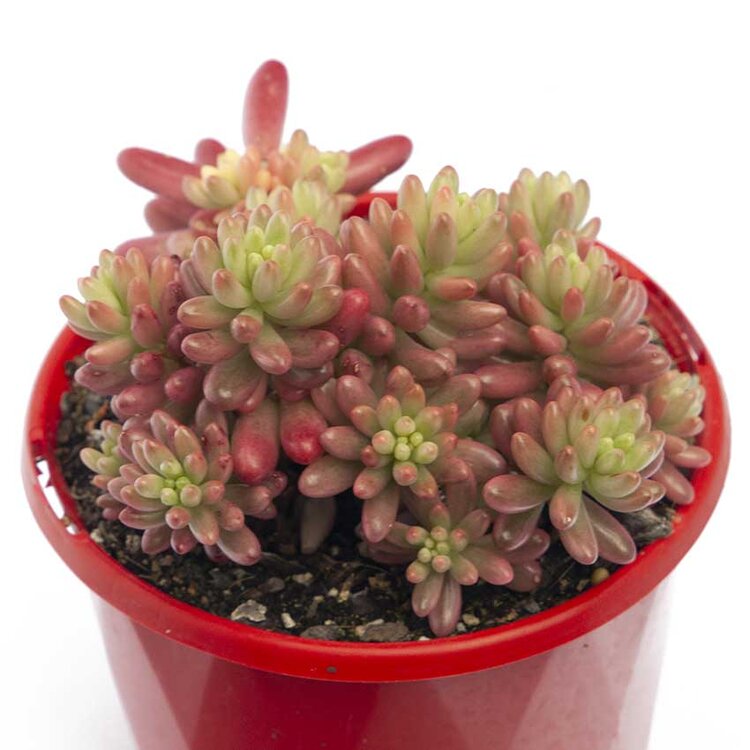 Healthy Sedum Pink Jelly Beans plant in well-draining sandy soil, ideal for drought-resistant landscaping.