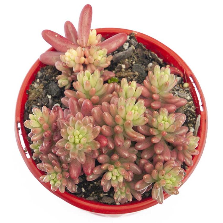 Sedum Pink Jelly Beans for sale, displayed in a small pot ready for Australian home gardens.