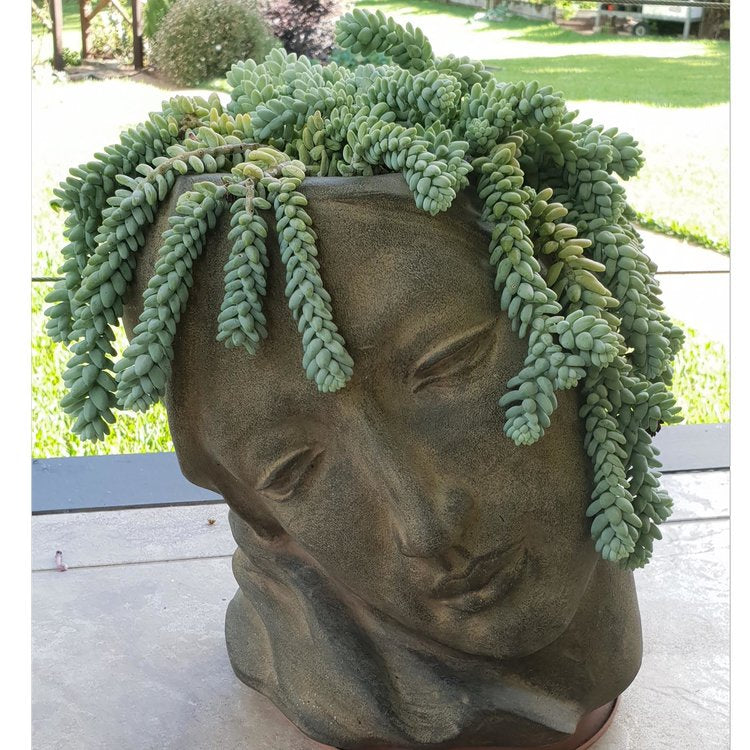 Sedum Burrito (Pre-Order)