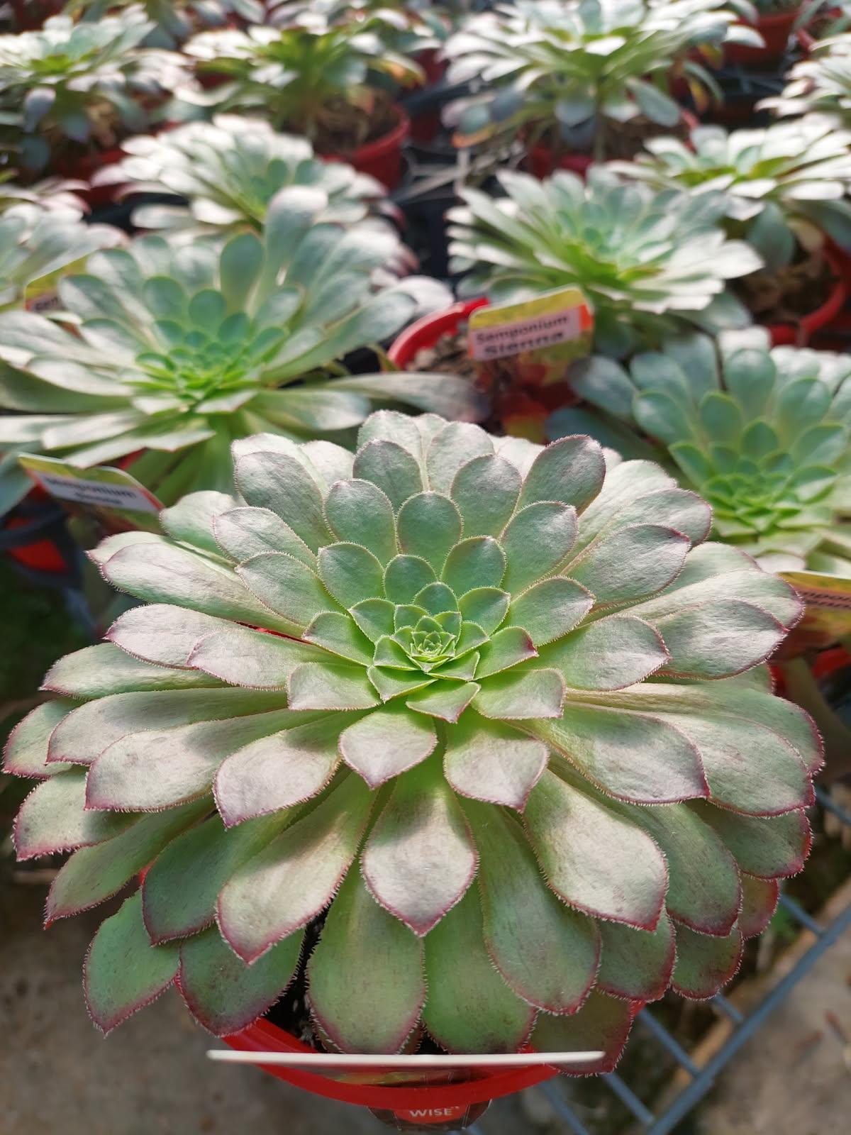 Beautiful Semponium Sienna succulent for modern gardens.