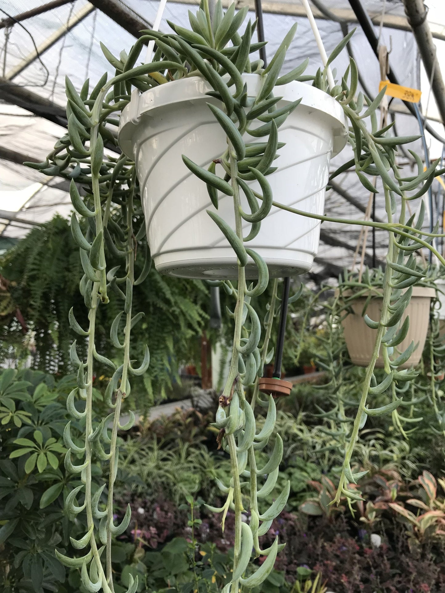 Senecio - String of Bananas - Hanging Plants