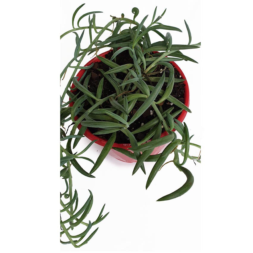 Senecio - String of Bananas - Hanging Plants