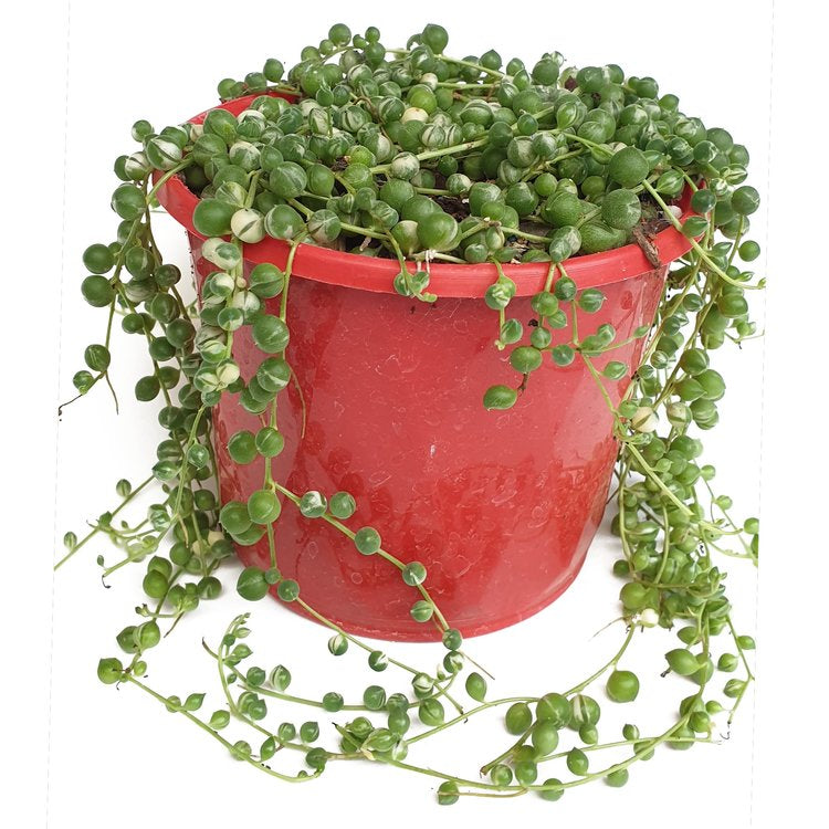 Senecio String of Pearls Variegated