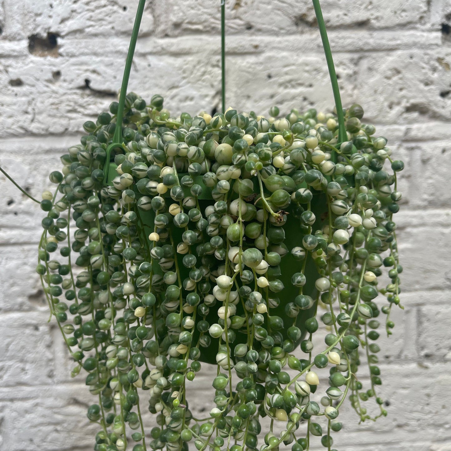 Senecio String of Pearls Variegated