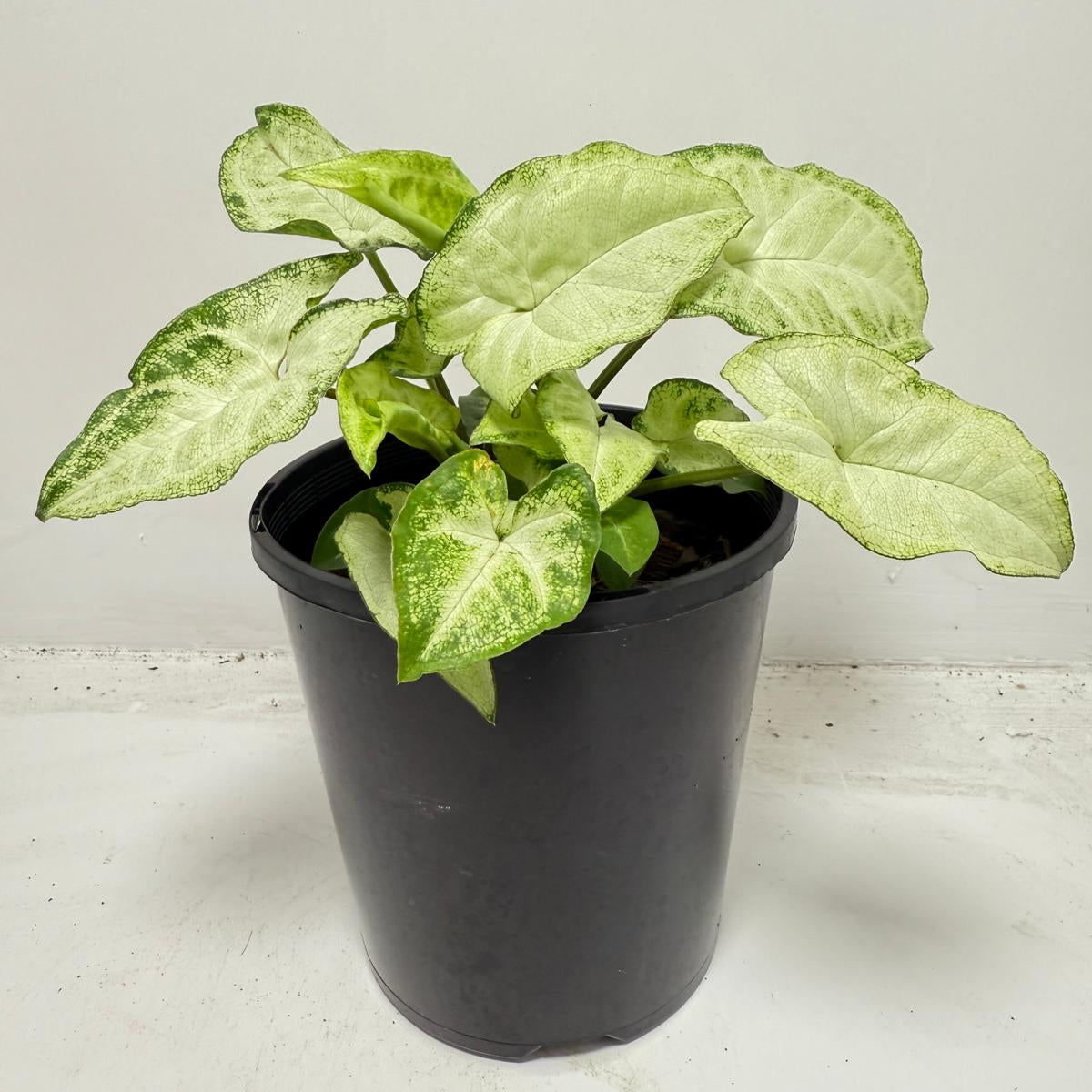 Syngonium ‘Pixie’ 130mm pot size