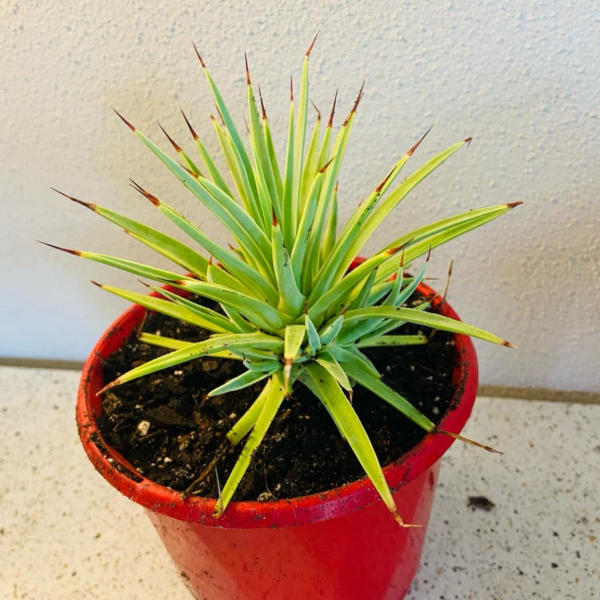 Agave Stricta Nana