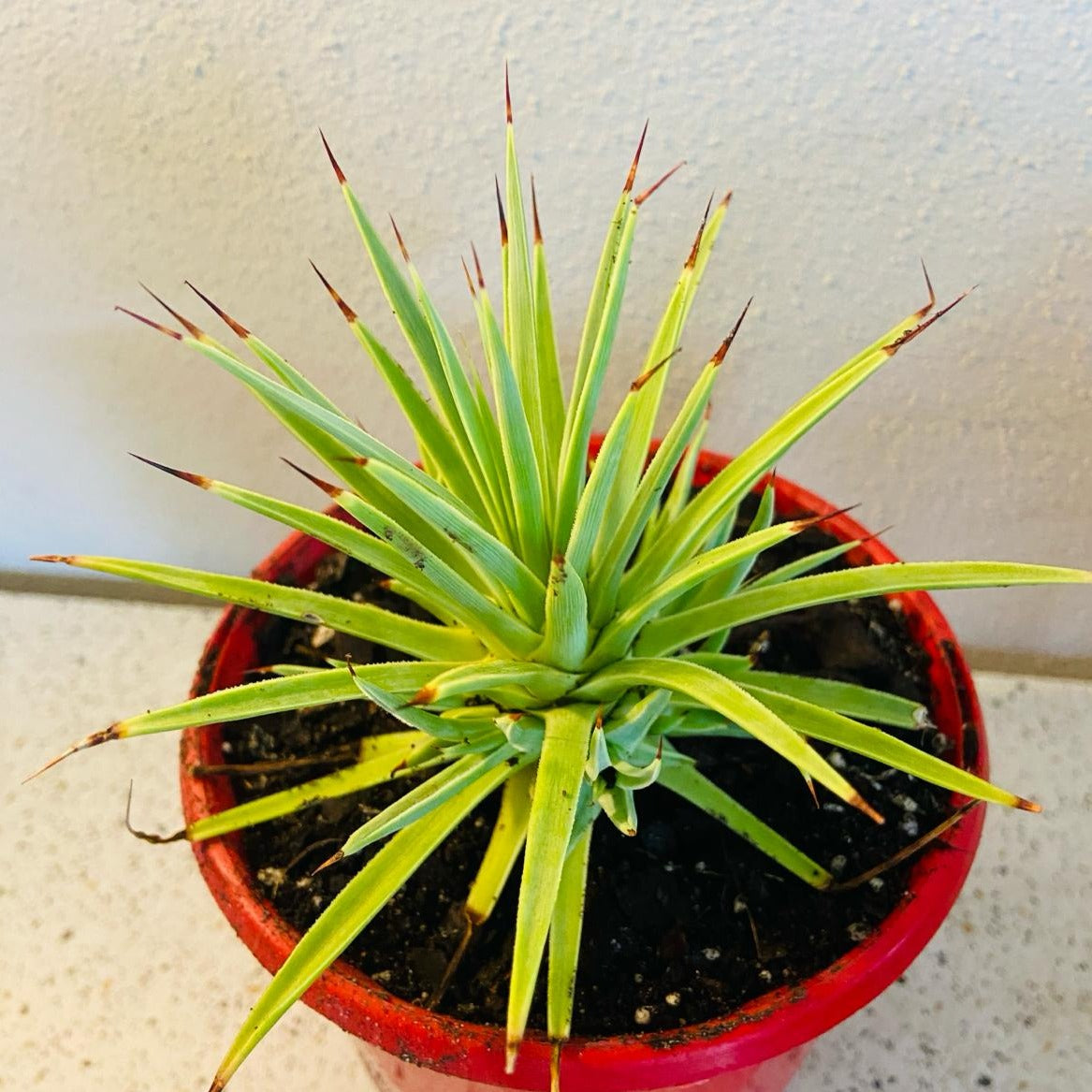 Agave Stricta Nana