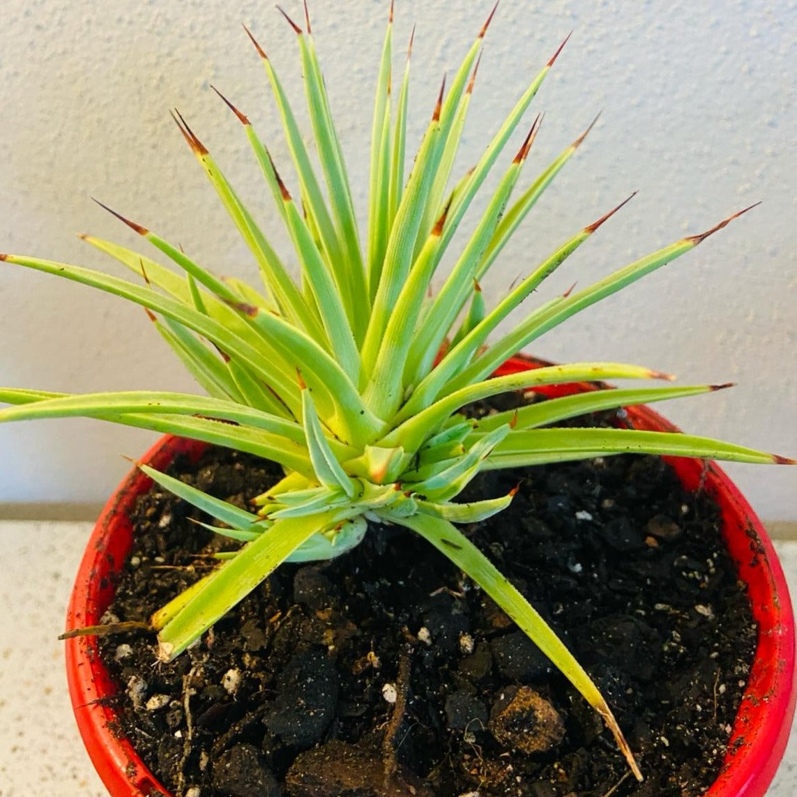 Agave Stricta Nana