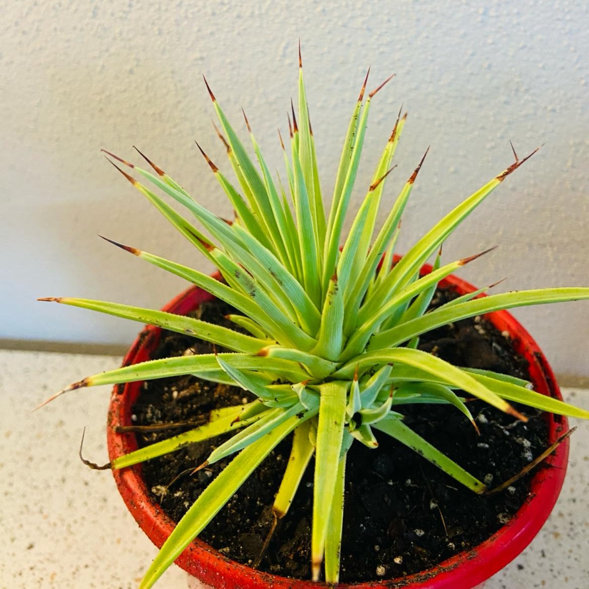 Agave Stricta Nana