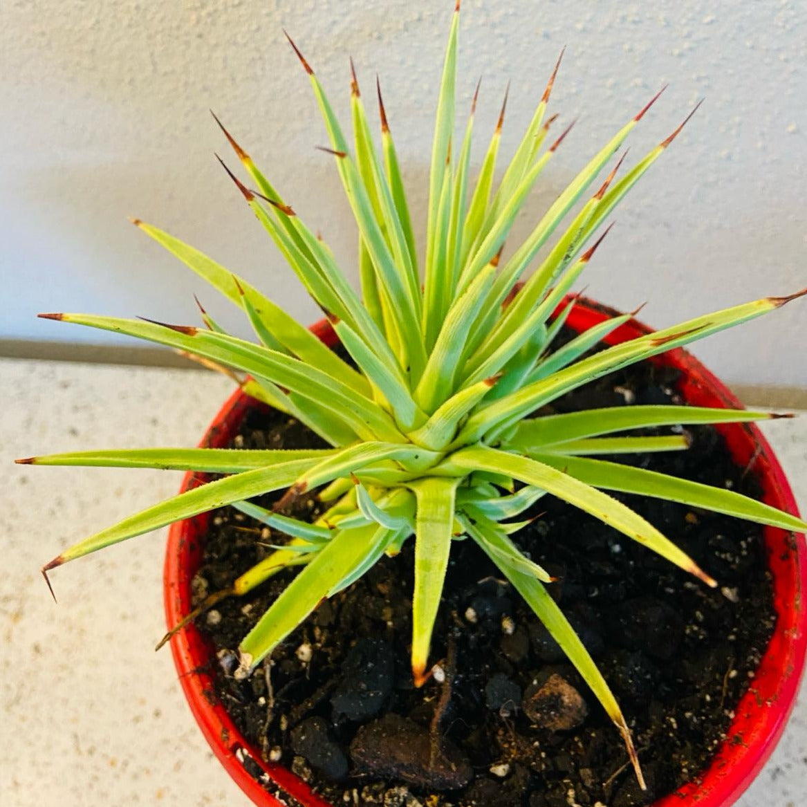 Agave Stricta Nana