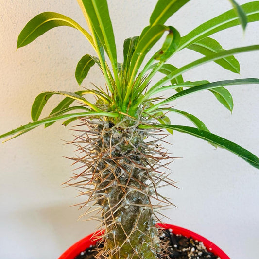 Pachypodium Madagascar Palm  190mm