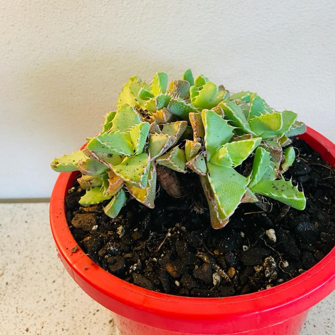 Faucaria Tiger's Jaw