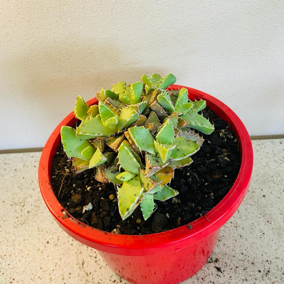 Faucaria Tiger's Jaw