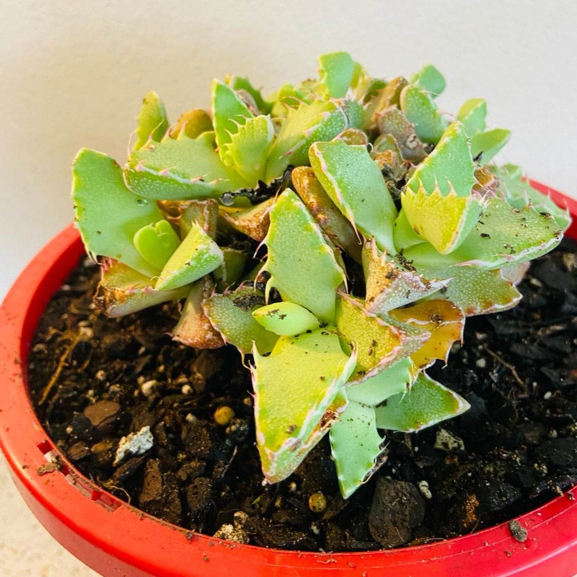 Faucaria Tiger's Jaw