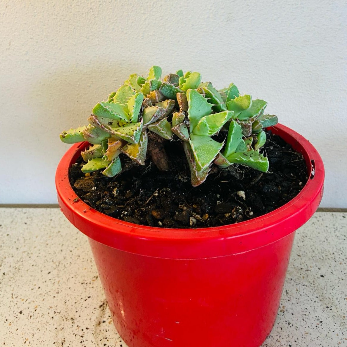 Faucaria Tiger's Jaw