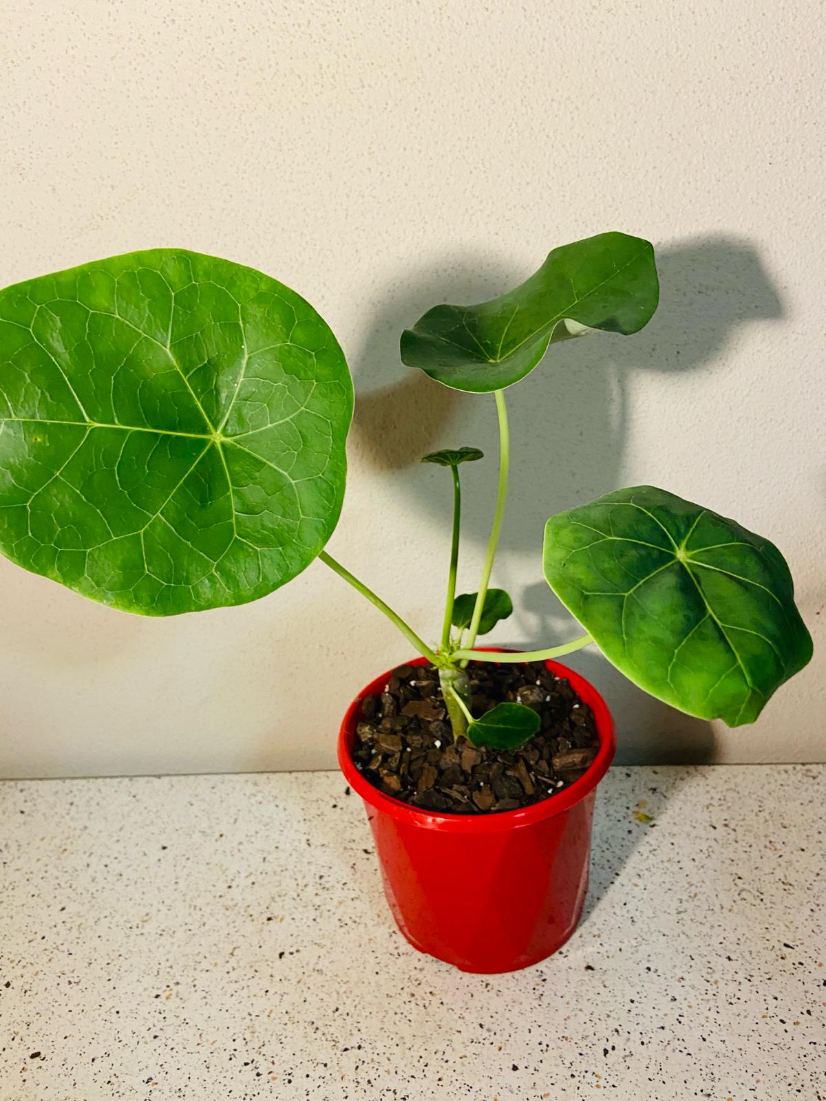 Jatropha Podagrica 130mm