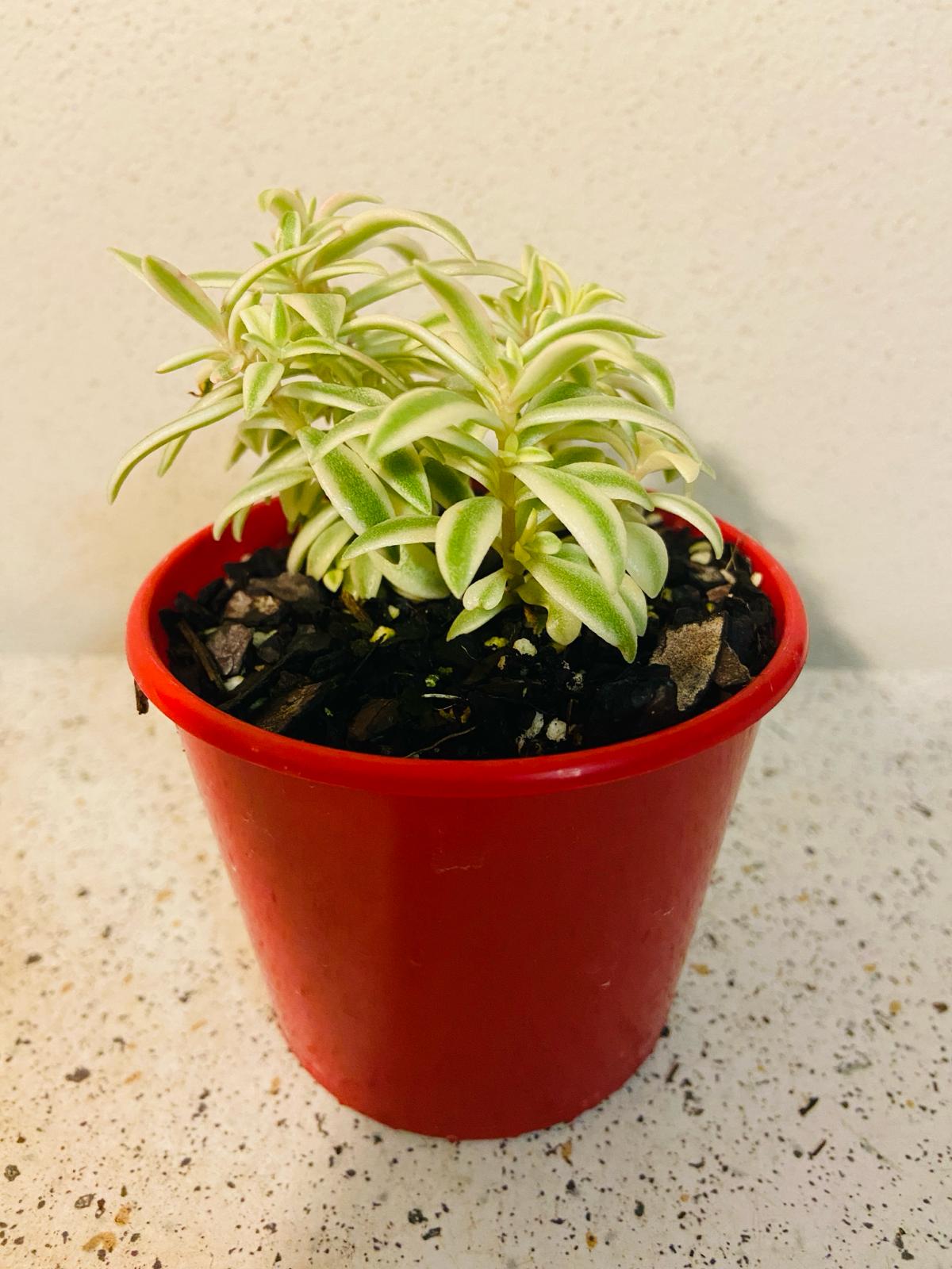 Sedum Variegata Lineare