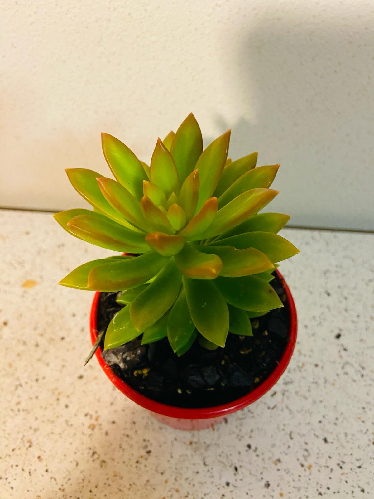 Sedum Adolphi- Cutting/Potted