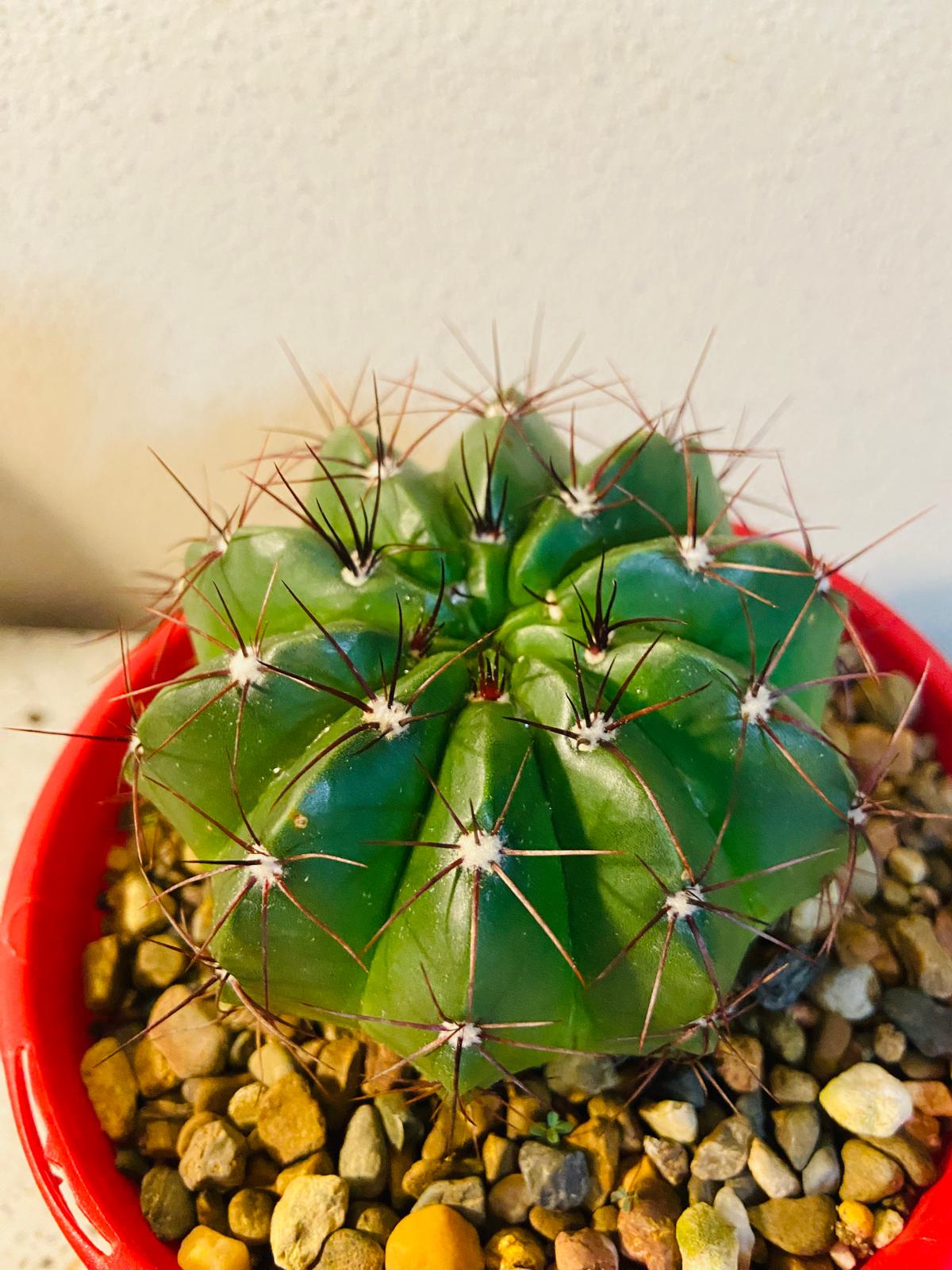 Cactus Special #25