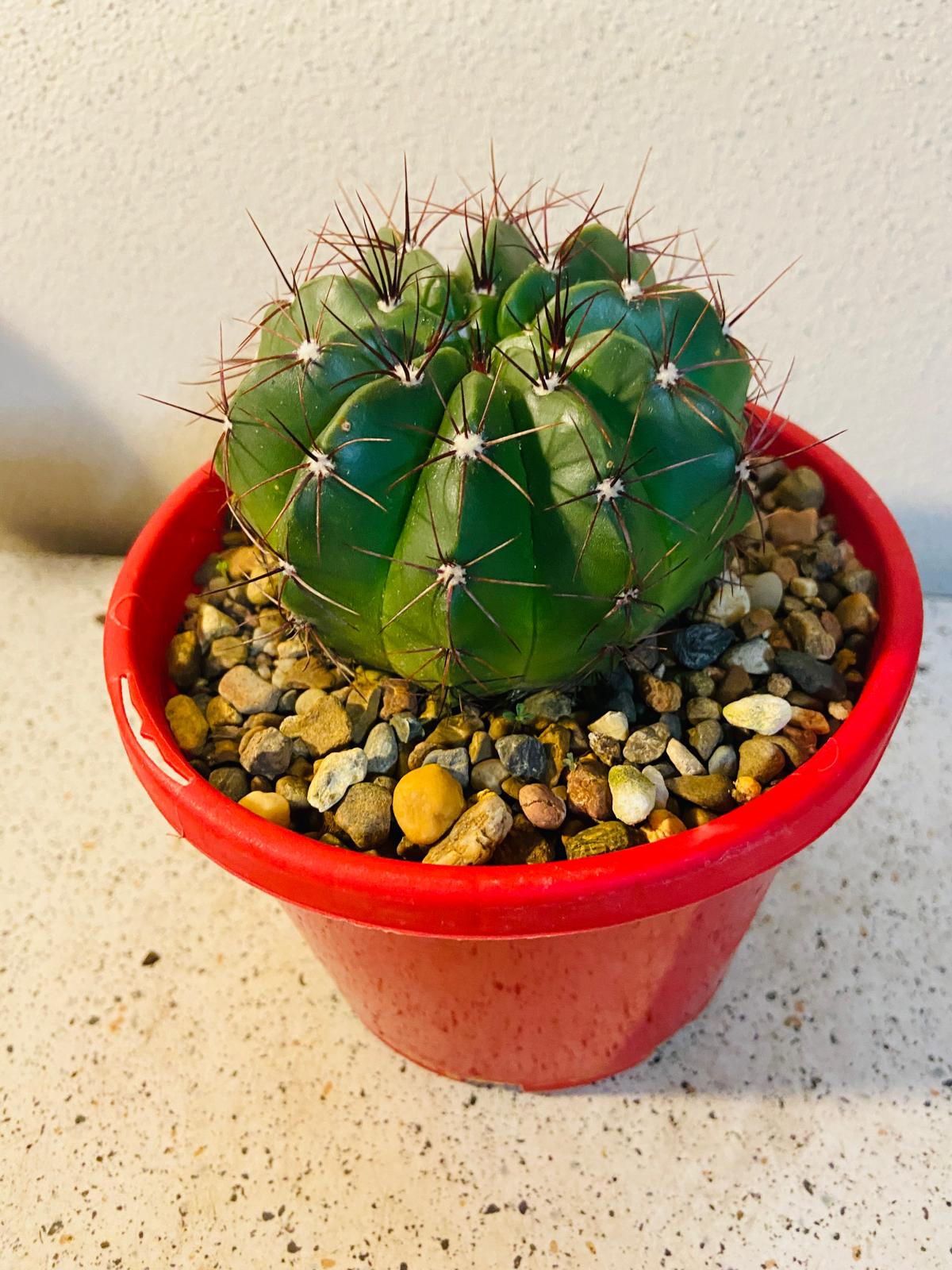 Cactus Special #25