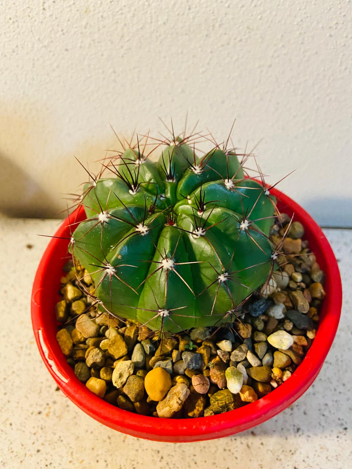 Cactus Special #25