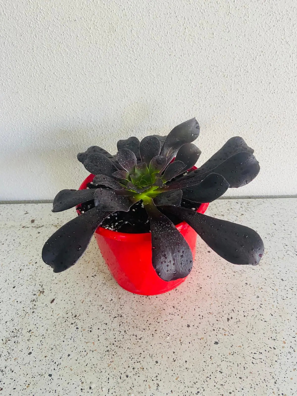 Aeonium 'Atropurpureum' (Purple Aeonium) My Store
