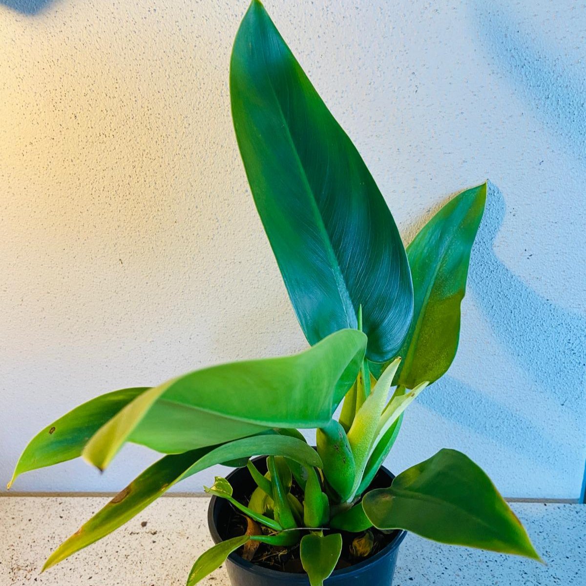 philodendron martianum australia Philodendron Martianum 190mm – Succulents World